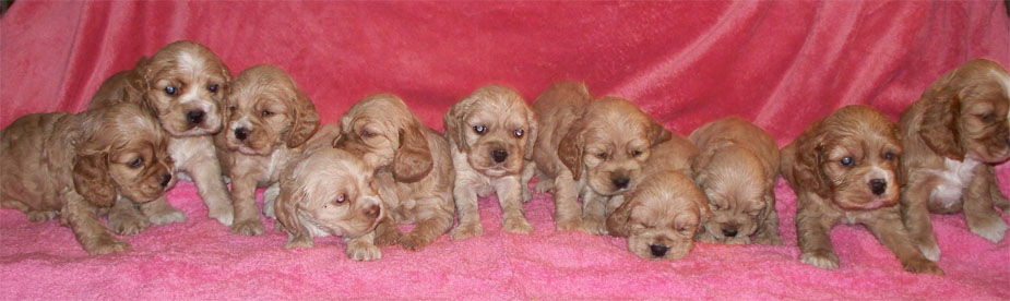 11 pups